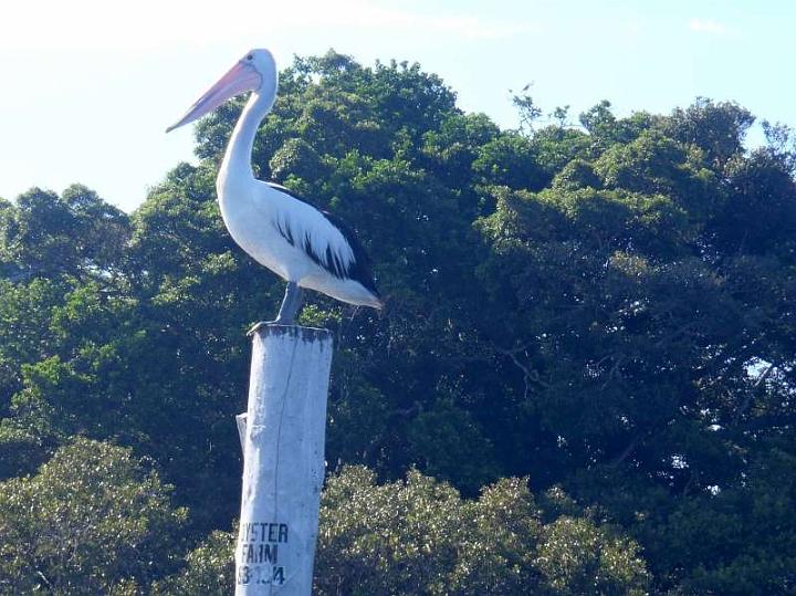 P2270069v2-F800x800.jpg - Pelican on pole