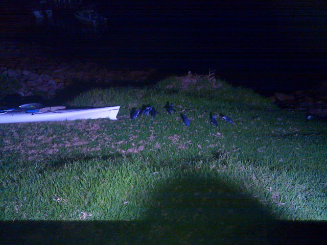 John-IMAG0105.jpg - Little Penguins come home to bed (Photo by John)