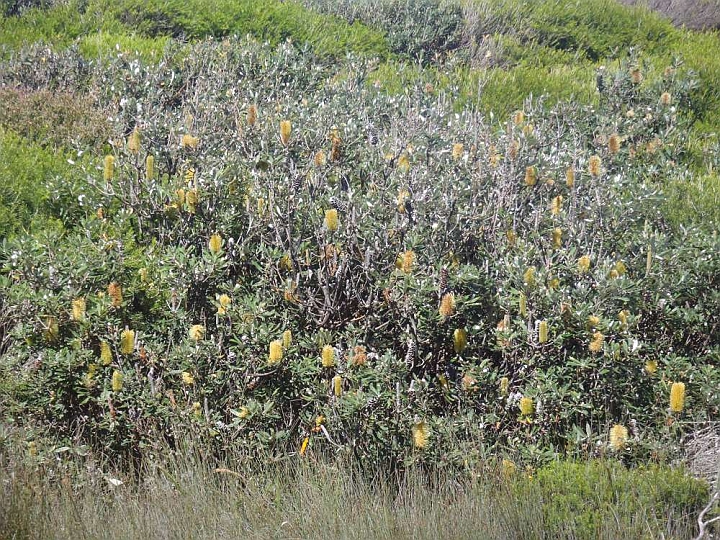 P4060072-F1000x1000.jpg - Lunch at Cape Howe - lovely banksia bushes in full bloom in this desolate, salty sand