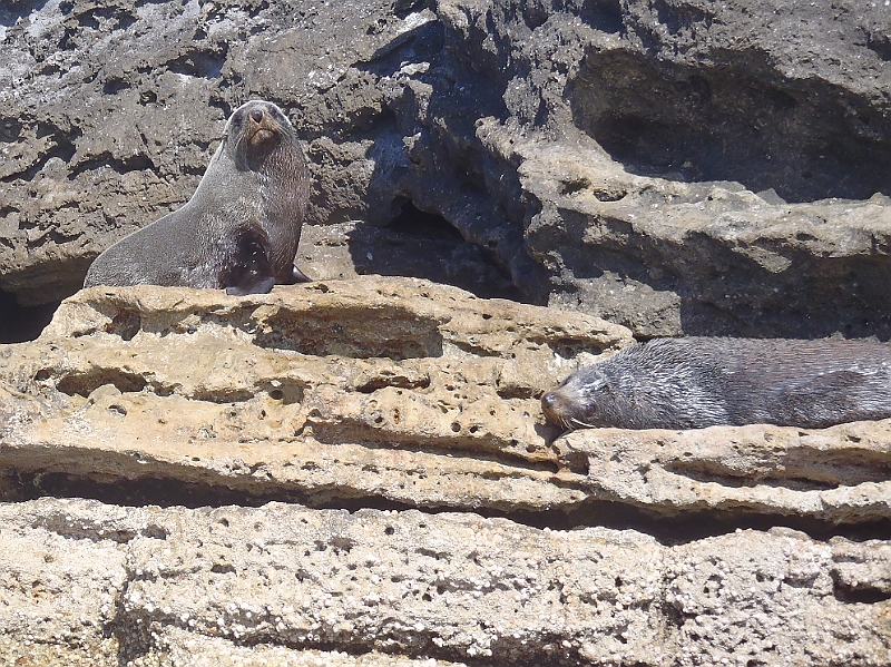 P5280013.JPG - Seals on platform near Drum and Drumsticks