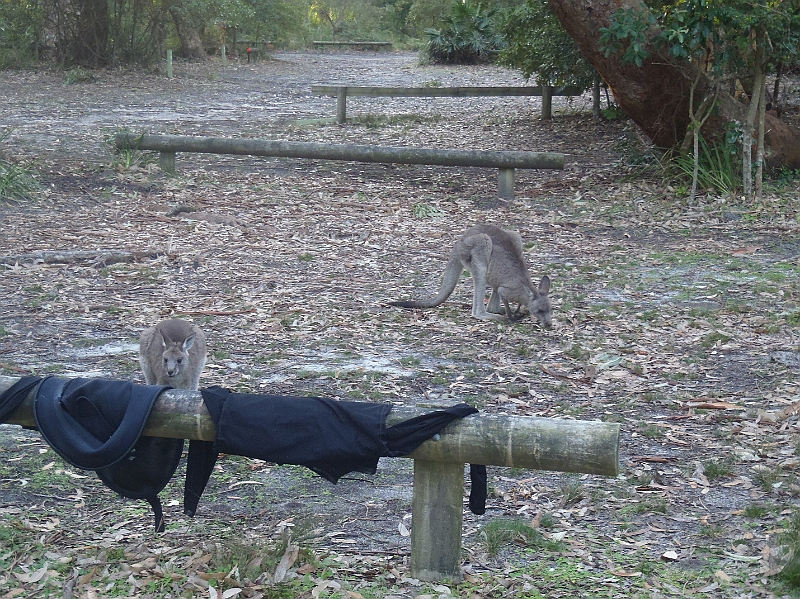 P5290039.JPG - Kangaroos in the Honeymoon Bay campsite