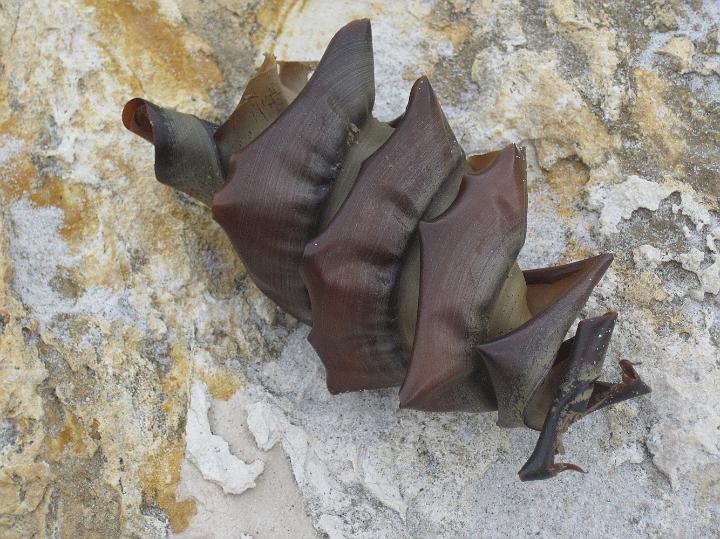 IMG_2682.JPG - Shark Egg (Photo by Megan)