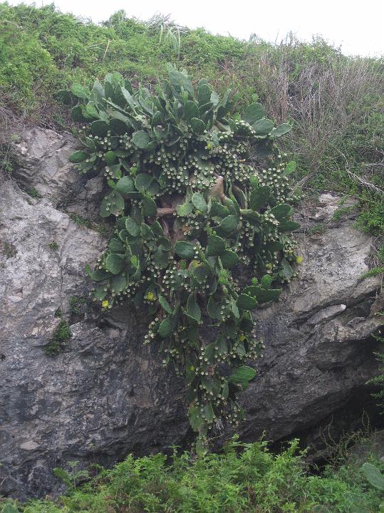 IMG_2685.JPG - Prickly Pear carry edible fruits too (Photo by Megan)