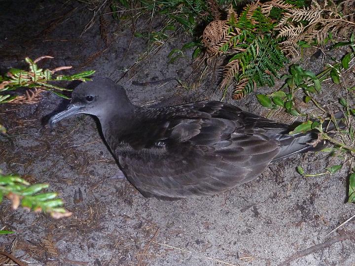 P1000243.JPG - Shearwater bird on the path at night (Photo by Matt)